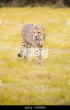 Verticale di vista ravvicinata di un sudafricano Cheetah. Foto Stock