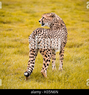 Square vicino la vista di un sudafricano Cheetah. Foto Stock