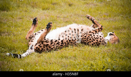 Orizzontale di vista ravvicinata di un sudafricano Cheetah. Foto Stock