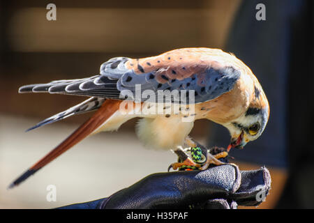 American Gheppio Falco di mangiare in un gestore di guanto. Foto Stock
