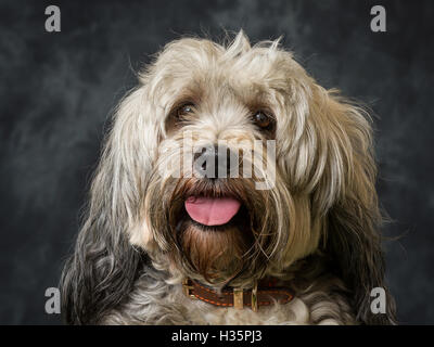 Tibetan Terrier Foto contro uno sfondo grigio Foto Stock
