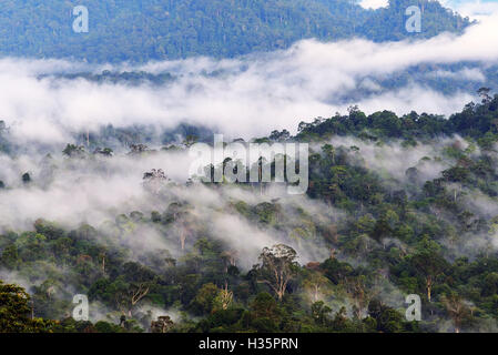 La nebbia e nebbie oltre di Danum Valley giungla in Borneo Sabah, Malesia. Danum Valley Conservation Area è un 438 chilometri quadrati tra Foto Stock