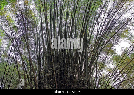 Tropical piante di bambù nella foresta in India Foto Stock