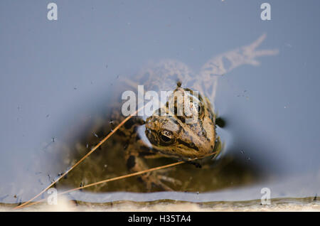 Acqua iberica rana, Pelophylax perezi all interno del bacino idrico, Andalusia, Spagna Foto Stock