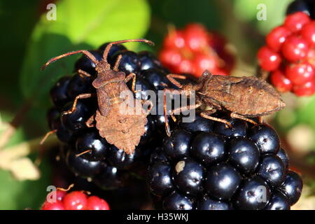 Dock Bug ninfe Foto Stock