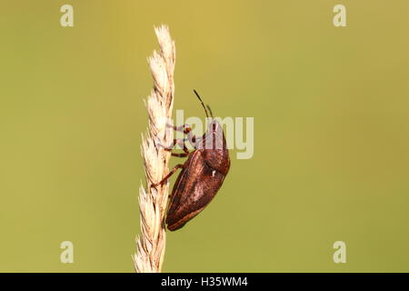 Adulto Shieldbug tartaruga (maschio) Foto Stock