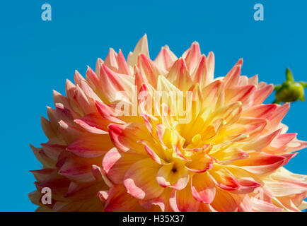 Giallo e arancione Fiore Dahlia aperta al sole contro un cielo blu. Foto Stock