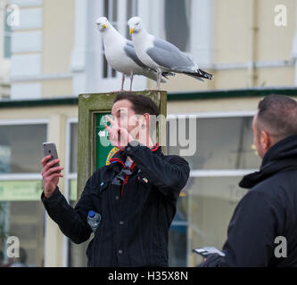 L'uomo prendendo un selfie guardato da due gabbiani reali a Llandudno, Wales, Regno Unito Foto Stock