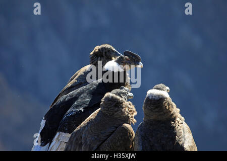 Un condor andino famiglia seduta lì e in attesa per il sole e termico. Da sinistra a destra: femmina e maschio adulto maschio e fe Foto Stock