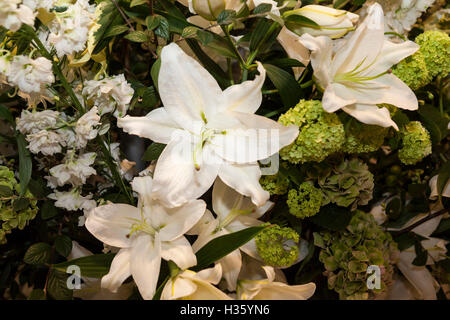 White lillie sina chiesa display. Foto Stock