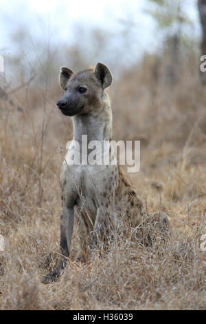 La iena nel Parco Nazionale di Kruger Foto Stock