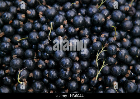 Una grande ciotola di ribes nero appena raccolto nel Regno Unito la frutta morbida è profondo di colore viola. Foto Stock