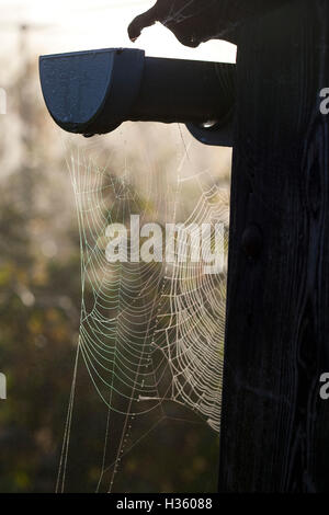 Ragnatela o ragni veli appesi da un capannone in un giardino nella luce del mattino, coperto di rugiada e luccicante al sole. Foto Stock