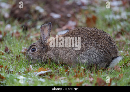 Coniglio europeo ( oryctolagus cuniculus ), adulto, di alimentazione sull'erba, bagnato in hard condizioni atmosferiche, tardiva insorgenza dell'inverno. Foto Stock