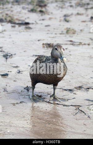 Somateria mollissima eider femmina anatra sul Seahouses beach in Northumberland Inghilterra Gran Bretagna Foto Stock