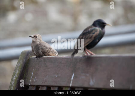 Lo Sturnus vulgaris - Giovani comune con starling adulto si appollaia su un banco a Seahouses harbour Northumberland Inghilterra GB Foto Stock