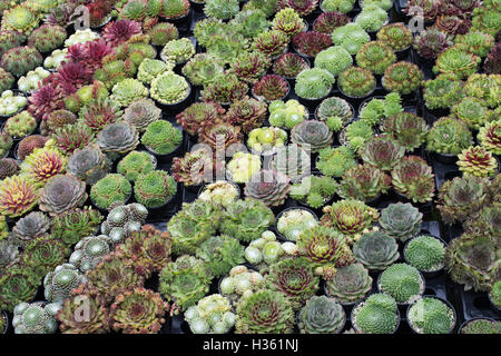 Sempervivum. Semprevivo di piante in vaso per la vendita della RHS Wisley autunno flower show, Surrey, Regno Unito Foto Stock