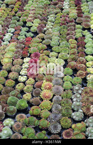 Sempervivum. Semprevivo di piante in vaso per la vendita della RHS Wisley autunno flower show, Surrey, Regno Unito Foto Stock
