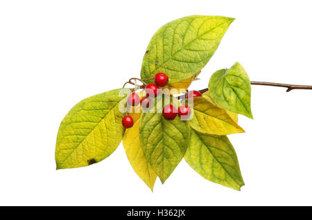 Colori autunnali di Cotoneaster foglie e bacche isolata contro bianco Foto Stock