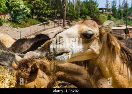 La faccia di un simpatico spotted cammello con un occhio azzurro mangiare alcuni fieno in un spanisch zoo. Un molto speciale creatura con differenti co Foto Stock