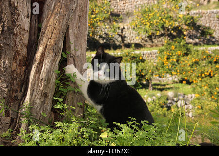 Il gatto domestico, tuxedo in bianco e nero, struttura ad albero Foto Stock