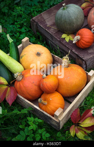 Colori d'autunno decorazione di zucche e varietà di zucche Foto Stock