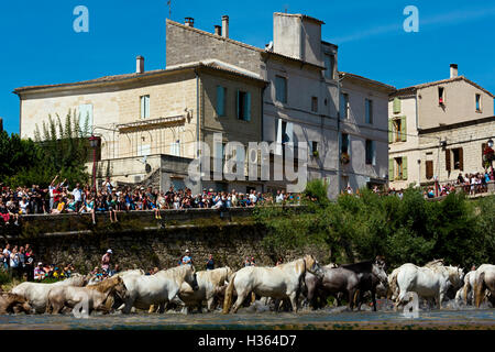 Lo sguardo, cavalli bianchi attraversando l'acqua a Sommieres, HERAULT, Francia Foto Stock