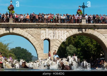 Lo sguardo, cavalli bianchi in esecuzione in acqua a Sommieres, HERAULT, Francia Foto Stock