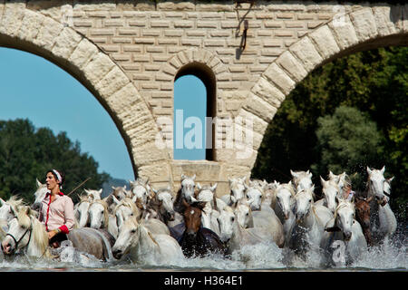 Lo sguardo, cavalli bianchi in esecuzione in acqua a Sommieres, HERAULT, Francia Foto Stock