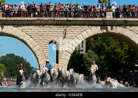 Lo sguardo, cavalli bianchi in esecuzione in acqua a Sommieres, HERAULT, Francia Foto Stock