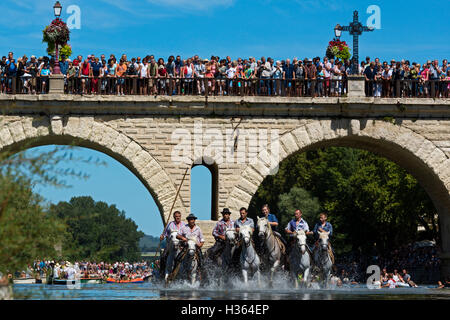 Lo sguardo, cavalli bianchi in esecuzione in acqua a Sommieres, HERAULT, Francia Foto Stock