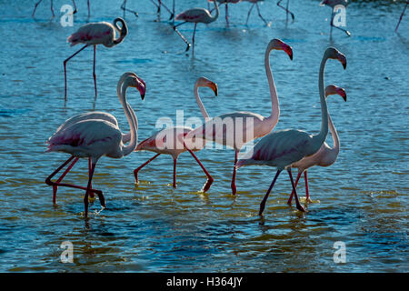 Maggiore fenicotteri Phoenicopterus roseus,Pont de Gau,Camargue, Francia Foto Stock