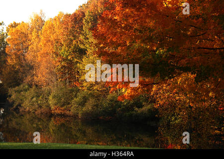 Gli alberi nei boschi, sul bordo di un lago, la modifica dei colori in autunno Foto Stock