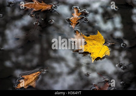 Acero e foglie di quercia sono flottanti in una pozza in autunno. Foto Stock