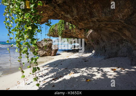 Piccola spiaggia di sabbia con vitigni pendono dalle rocce sulla riva del mare, Rurutu island, oceano pacifico del sud, Austral arcipelago, Foto Stock