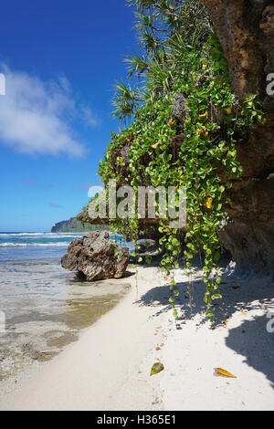 Mare con piccola spiaggia di sabbia e pianta rampicante che pendono verso il basso dalle rocce, Rurutu island, oceano pacifico del sud Foto Stock