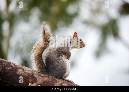 Wild scoiattolo grigio permanente sulla parte superiore del tronco di un albero Foto Stock