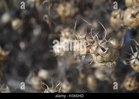 Due baccelli di semi di damascena nigella fotografati nel sud dell'Inghilterra in autunno Foto Stock