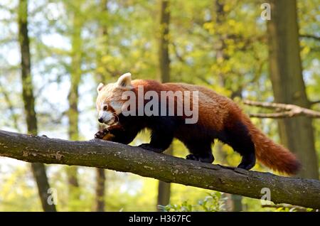 Panda rosso è a piedi la struttura ad albero Foto Stock