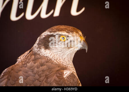 Falcon su un campione dei rapaci, fiera medievale Foto Stock