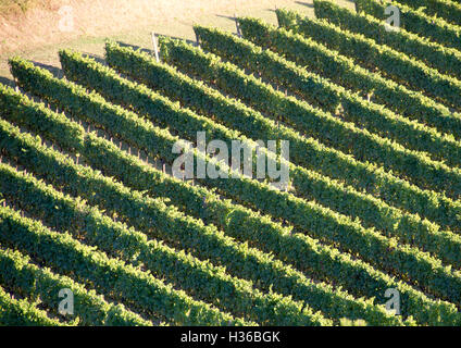 Vineyard in umbria italy Foto Stock