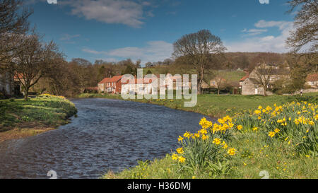 Bella Giunchiglie in Sinnington, North Yorkshire Foto Stock