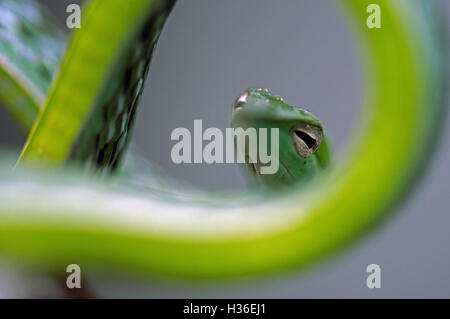 L'immagine di Green Whip Snake( Hierophis viridiflavus) a matheran, Maharashtra, India Foto Stock