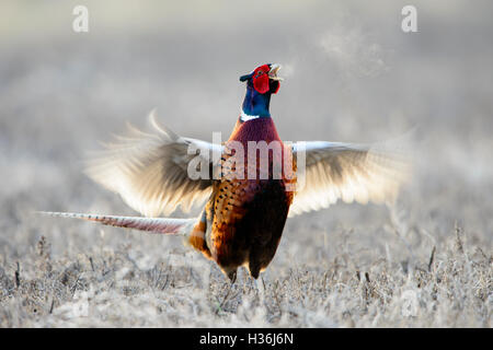 Anello incoronata colli (Fagiano Phasianus colchicus), Montana USA Foto Stock