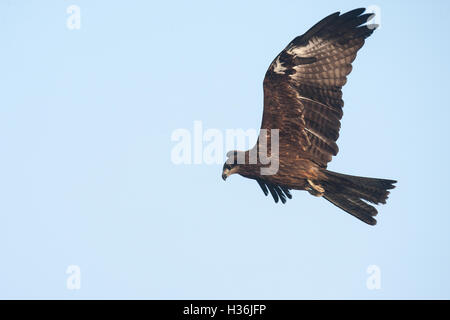 Nibbio il più comune scavenger raptor sul subcontinente indiano Foto Stock