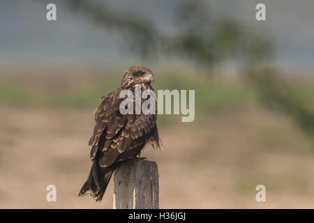 Nibbio il più comune scavenger raptor sul subcontinente indiano Foto Stock