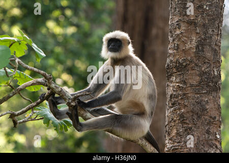 Il Hanuman Langur si innalza in Kabini , Nagarhole Foto Stock