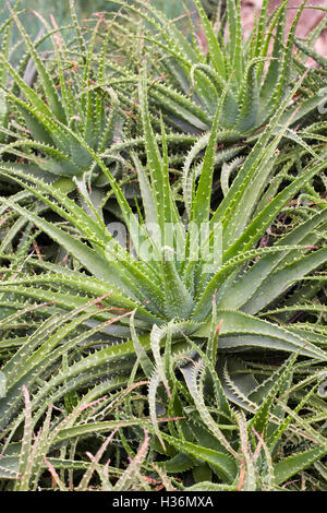 Aloe x spinosissima. Spider Aloe. Foto Stock