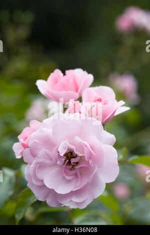 Rosa. Rosa pallido rosa in fiore confine. Foto Stock