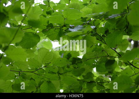 Looking up through green leaves on a beech tree Foto Stock